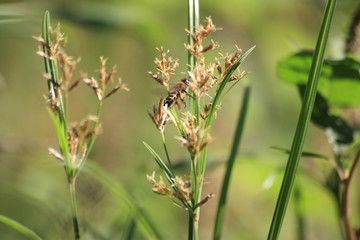 flower in the field