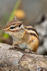 Obraz premium Chipmunk, Japan, Saitama, wild animals