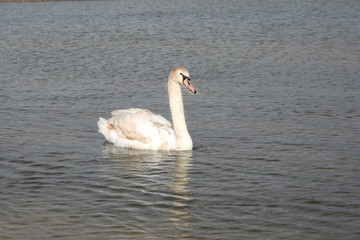 Fototapeta premium Young white Swan on a water