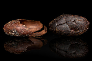 One whole fresh brown cocoa bean with husk isolated on black glass