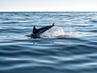 Fototapeta premium Dolphin jumping in ripple sea water with splash