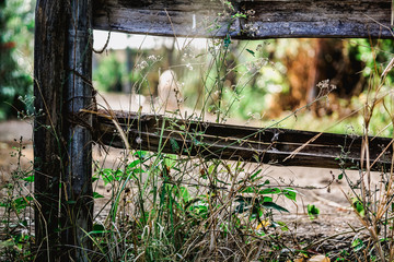 old wooden bridge in the forest
