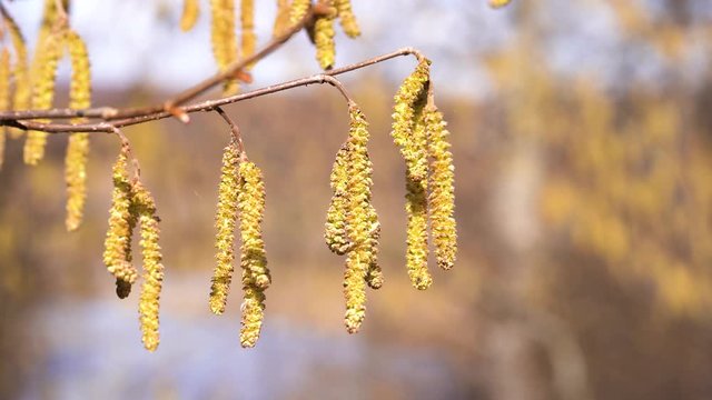 A branch of alder with flowers swings in the wind in early Sunny spring.