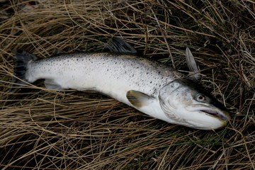 Freshly caught river salmon on a brown spring grass