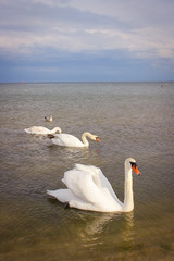Three white swans and one gull on the sea