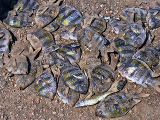 Caught sea fish die in the sun on the beach.