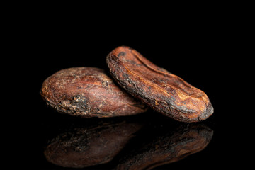 Group of two whole fresh brown cocoa bean isolated on black glass