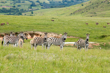 Fototapeta na wymiar A Dazzle of Zebras In A Group In The Mountains of Drakensberg, South Africa, by the Watering Hole Lake With Other Antelope