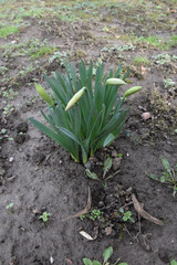 Narcissus, oblong green leaves of daffodils with buds and soil in the background
