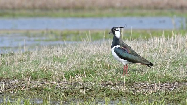 Northern lapwing (Vanellus vanellus) in grassland