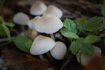 mushrooms in the forest