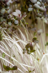 Background of growing cress sprouts for healthy salad