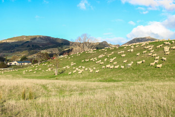 Fototapeta na wymiar flock of sheep on the farm