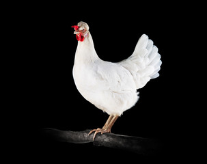 Chicken on a branch with black background 3