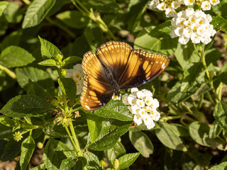 Tropical butterfly on flowerbed, Indonesia