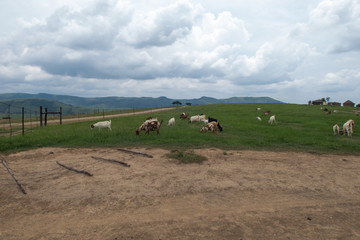 Obraz premium Brown and White Flock of Goats in a rural area with fields and mountains, Drakensberg, South Africa