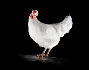 Chicken on a branch with black background 7