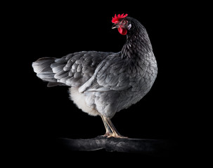 Chicken on a branch with black background 8