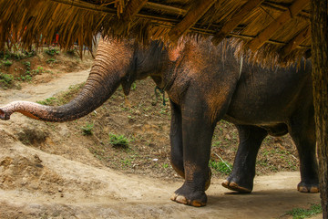 Fototapeta premium Elephant Foot