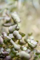 Background of growing cress sprouts for healthy salad