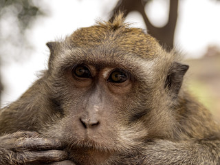 Portrait of Long-tailed Macaque, Macaca fascicularis, Bali, Indonesia