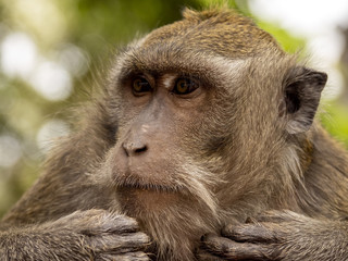 Portrait of Long-tailed Macaque, Macaca fascicularis, Bali, Indonesia