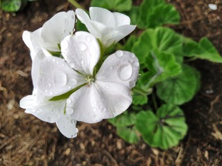 white flowers in garden
