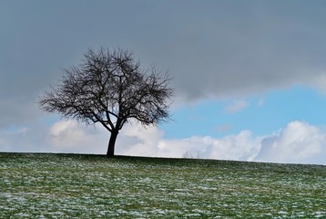 Baum in winterlicher Landschaft