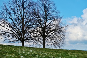 Bäume in winterlicher Landschaft