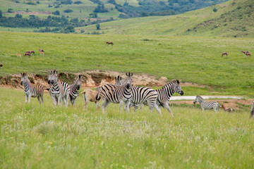 A Dazzle of Zebras In A Group In The Mountains of Drakensberg, South Africa, by the Watering Hole Lake With Other Antelope