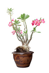 Pink desert rose, mock azalea, pinkbignonia or impala lily flowers in pot isolated on white background included clipping path.