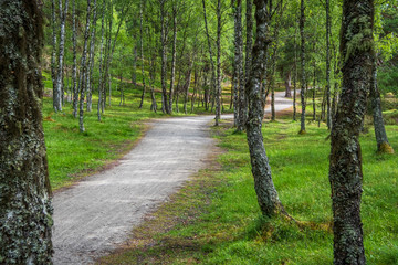 A beautiful hiking and cycling trail through a birch forest in Scotland