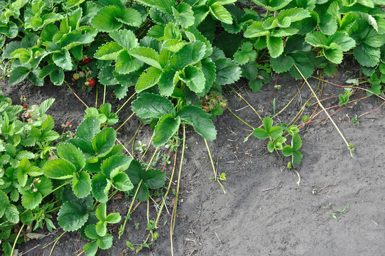   close-up of the growing strawberry with stolons in the vegetable garden, view from   above