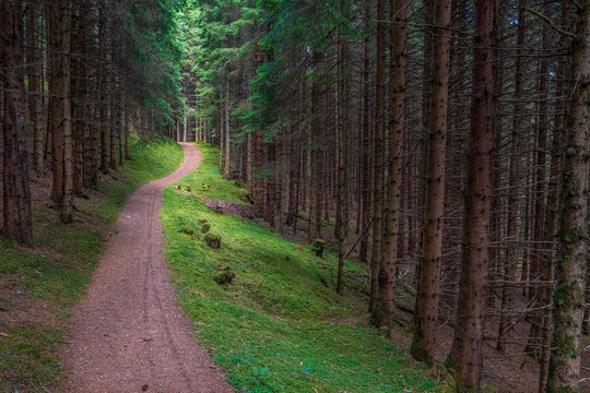 A beautiful hiking and cycling trail through a red pine forest in Scotland