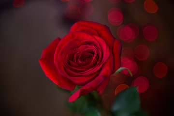 Fototapeta na wymiar Single Red Rose Against Brown Background with Red Bokeh Lights