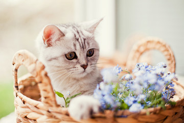 forget-me-not