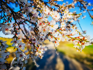 Flor de Almendro