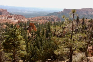 Obraz premium Pine tree valley in Bryce Canyon