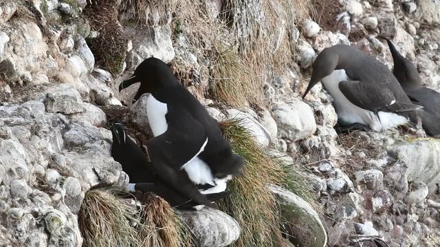 Razorbills (Alca torda) mating on rock ledge in sea cliff face at seabird colony in spring, Scotland, UK