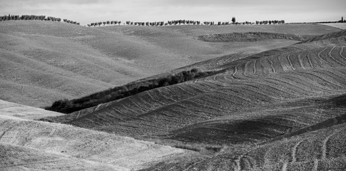 Monochrome landscape of field with alone cypress