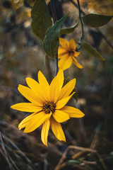 yellow flower in the garden
