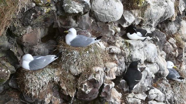 Black-legged kittiwakes (Rissa tridactyla) and razorbills (Alca torda) nesting in sea cliff face at seabird colony, Scotland, UK