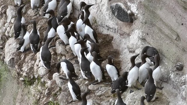 Breeding colony of common murres / common guillemots (Uria aalge) nesting on rock ledges in sea cliff face, Scotland, UK