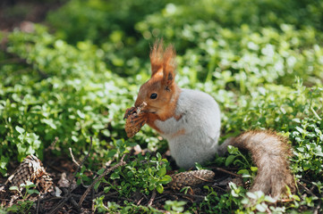 Naklejka na ściany i meble A beautiful gray, red squirrel, rodent sits on the nature in the park, on the green grass and eats a forest cone. Photography, concept.