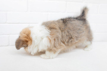 Obraz premium Cute Puppy Welsh Corgi Pembroke on white background. Portrait of Beautiful small puppy dog close up.