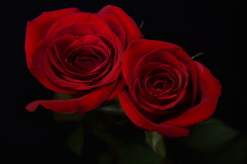 Two Red Roses Against Black Background