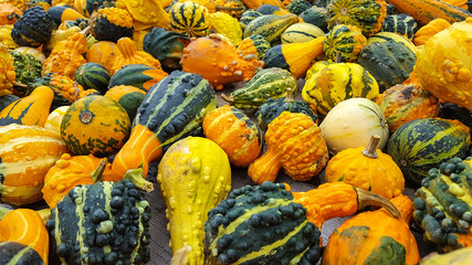 variety of colorful autumn gourds on a table