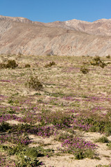 Desert wildflowers in the vertical desert landscape 