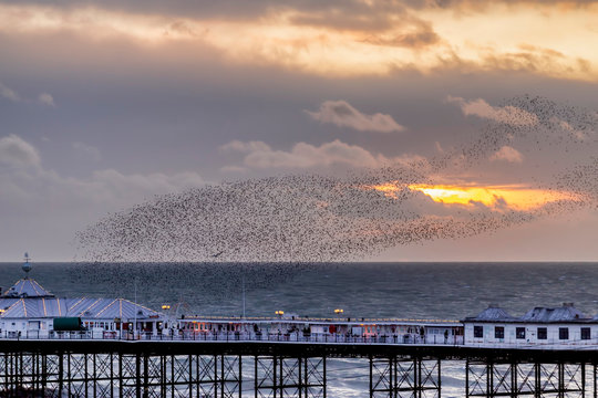 starling murmurations at Brighton pier