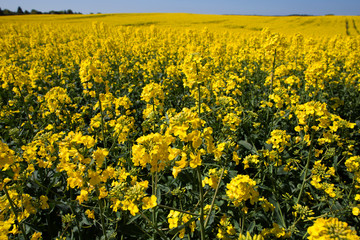 field of yellow rape
